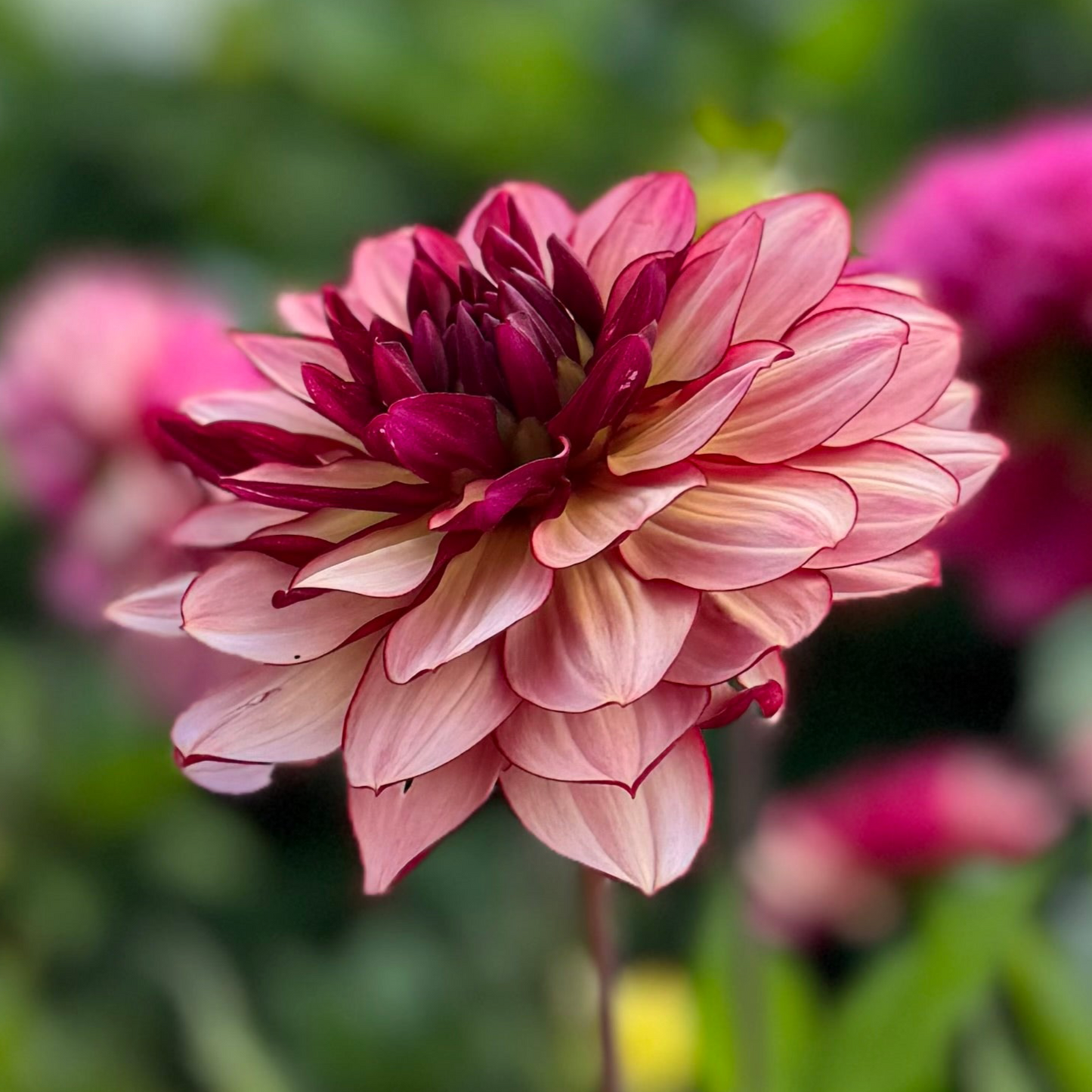Dahlia Creme de Jowie Nyhet! Exclusive!