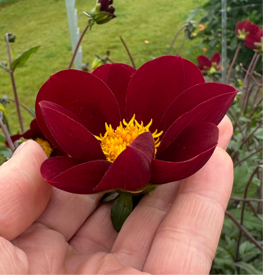Dahlia Mexican Star
