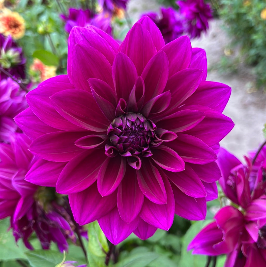 Dahlia Thomas a. edison