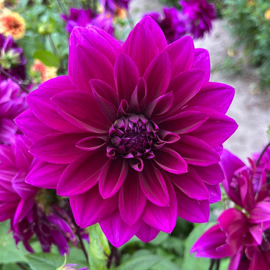 Dahlia Thomas a. edison