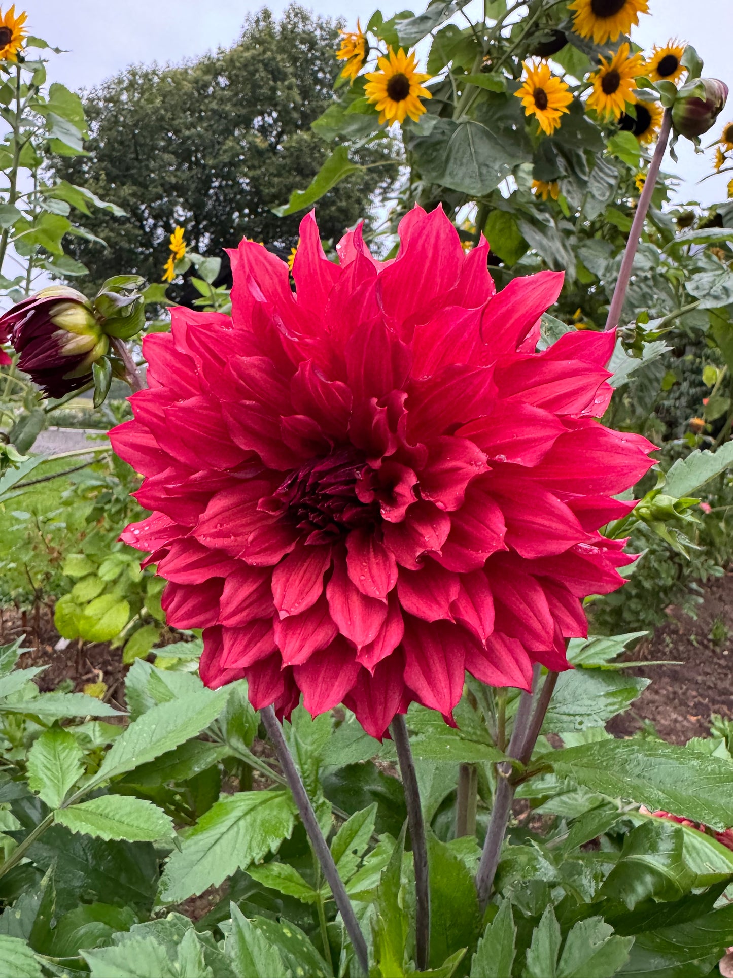 Dahlia Wild Sister LB-012