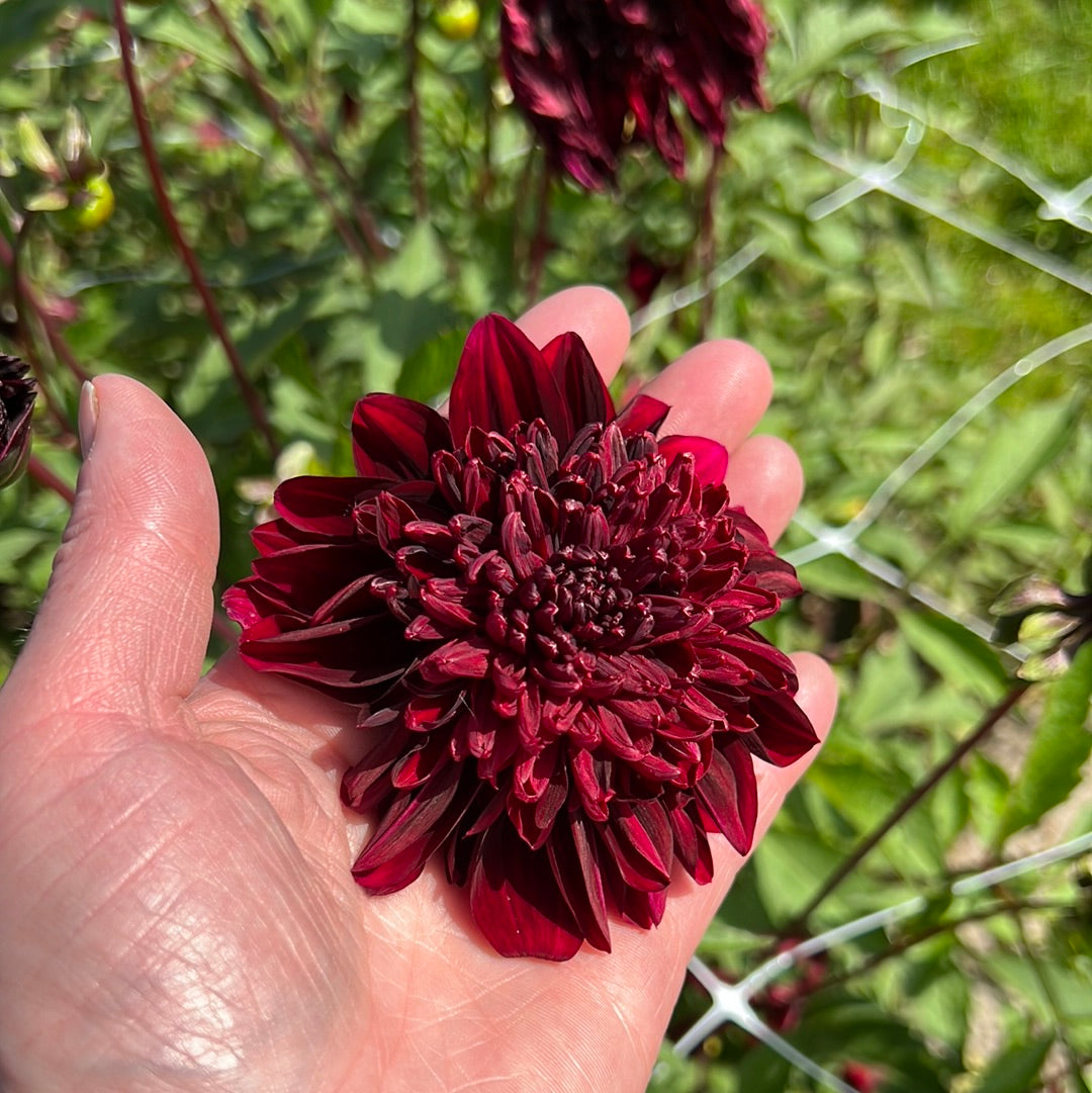 Dahlia Soulman