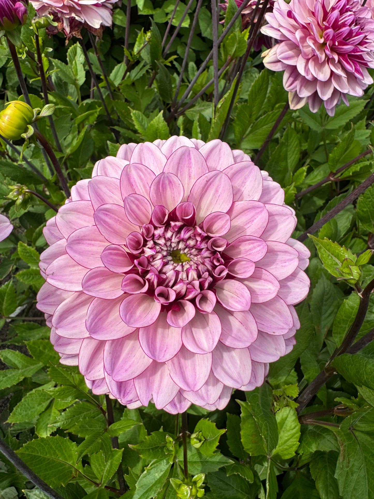 Dahlia LB-112