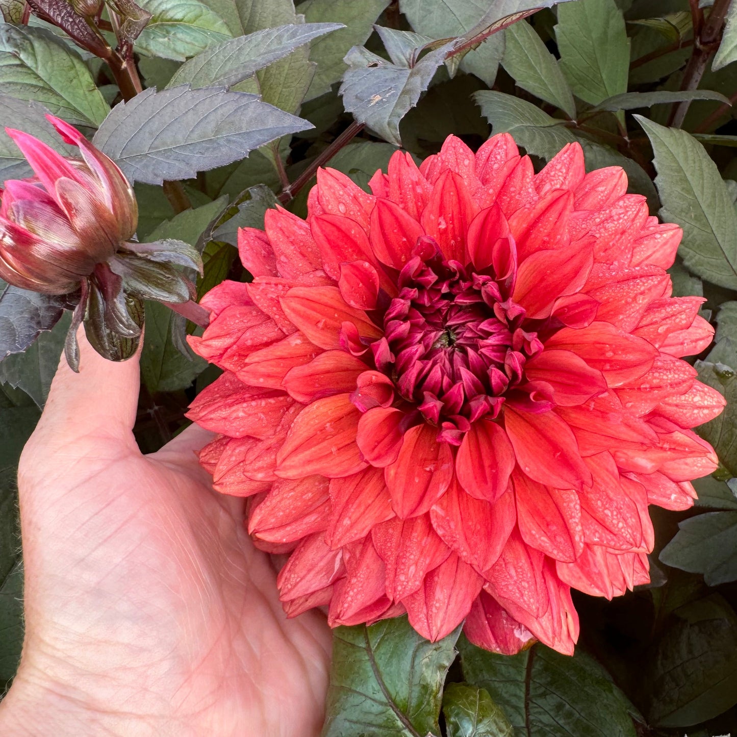 Dahlia Ruby Harts LB-025 Svenskodlad