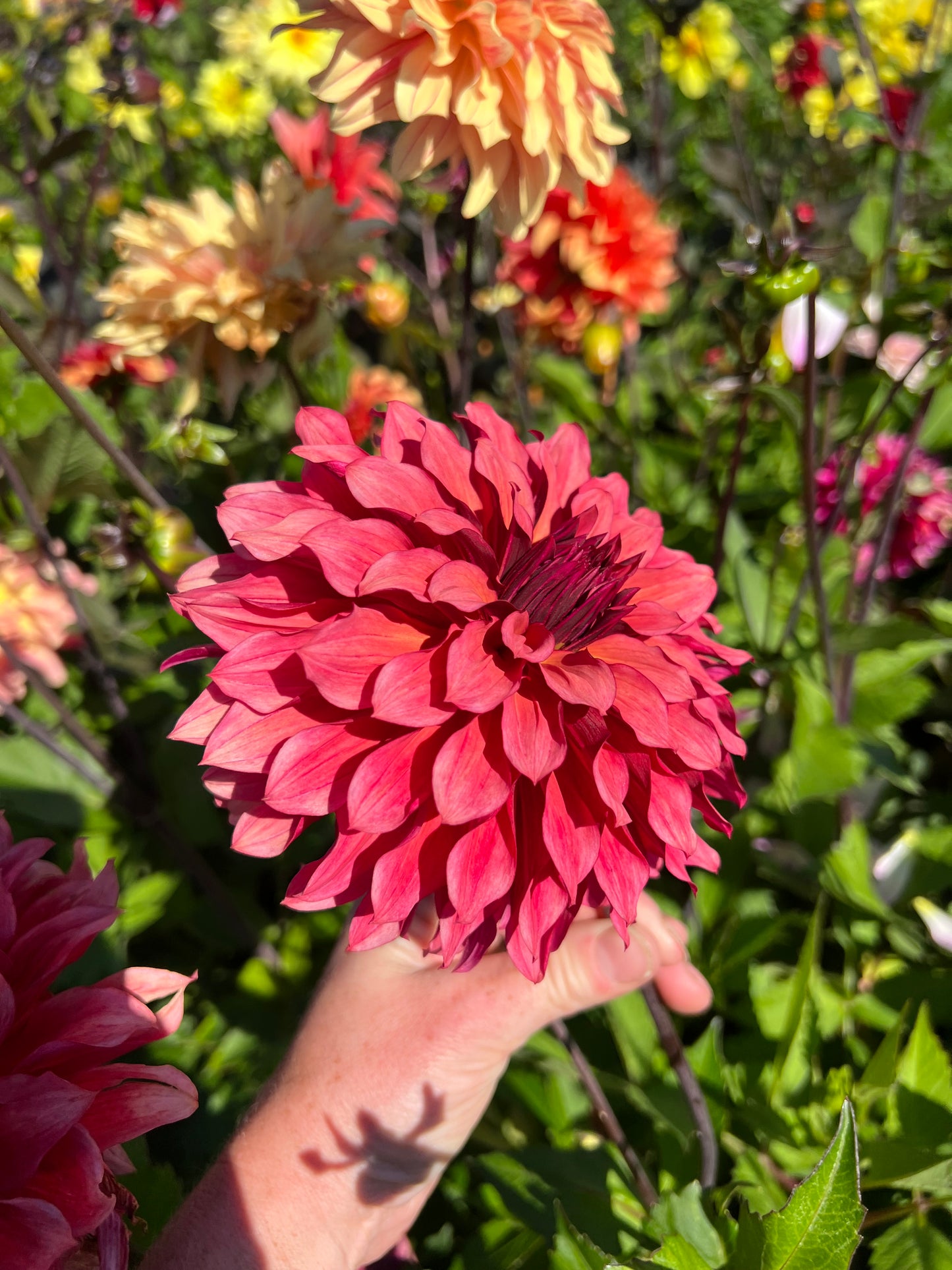 Dahlia Wild Sister LB-012