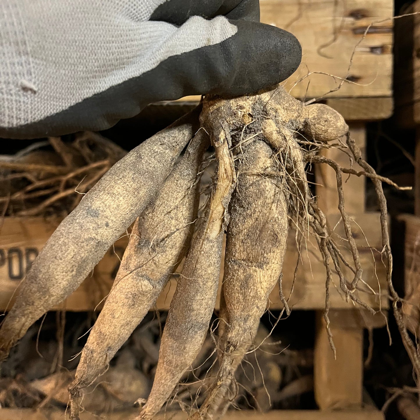 Dahlia Creme de Cognac