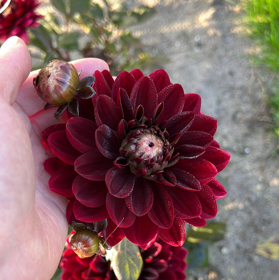 Dahlia After dusk