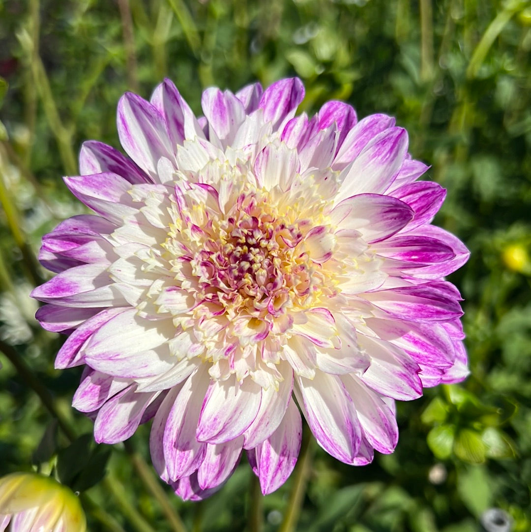 Dahlia Que Sera