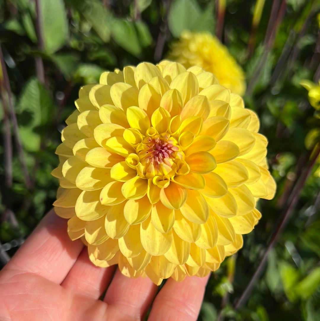 Dahlia Yellow Don Nyhet!