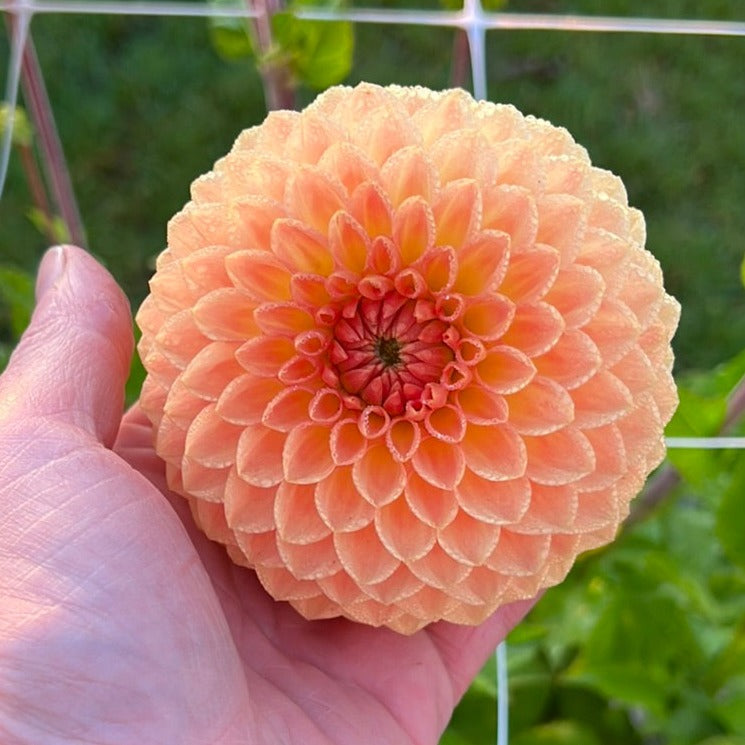 Dahlia Blyton Softer Gleam