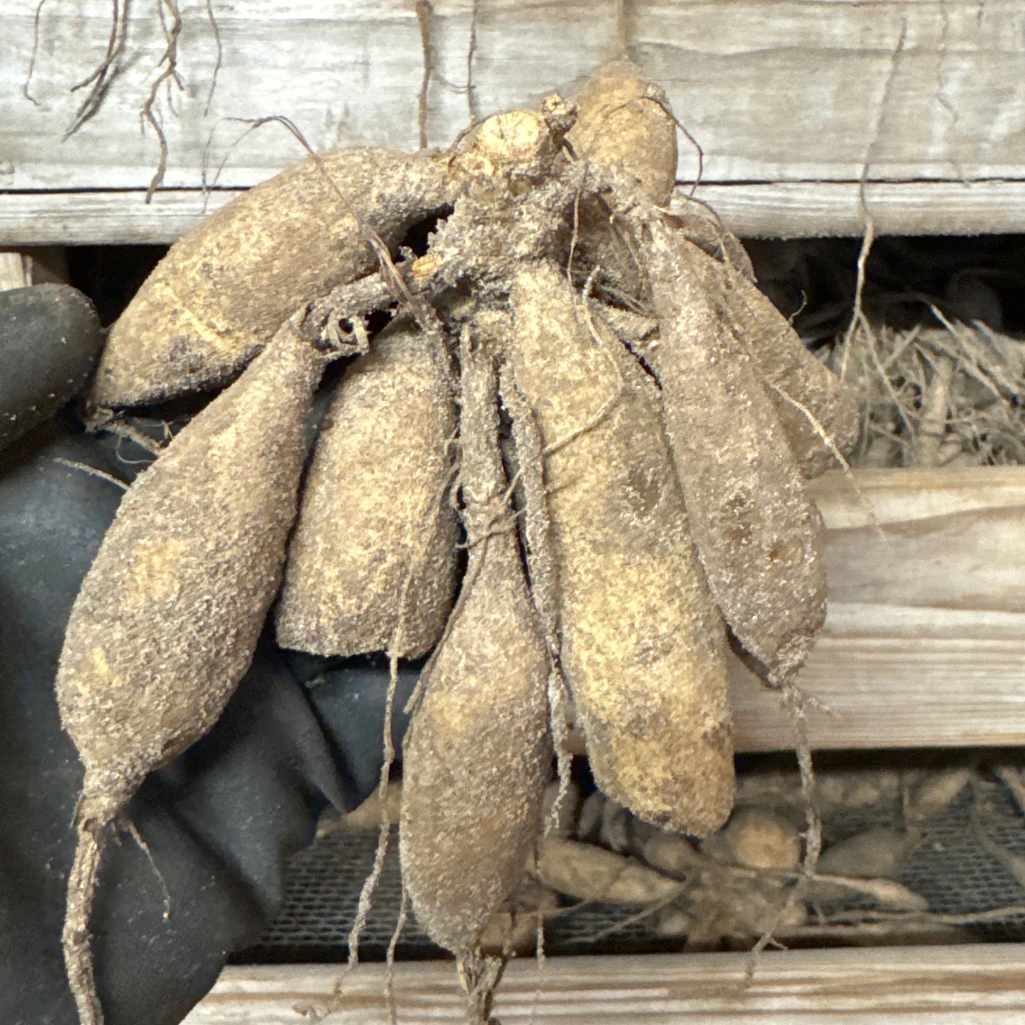 Dahlia Gelia (Dear Alexander)