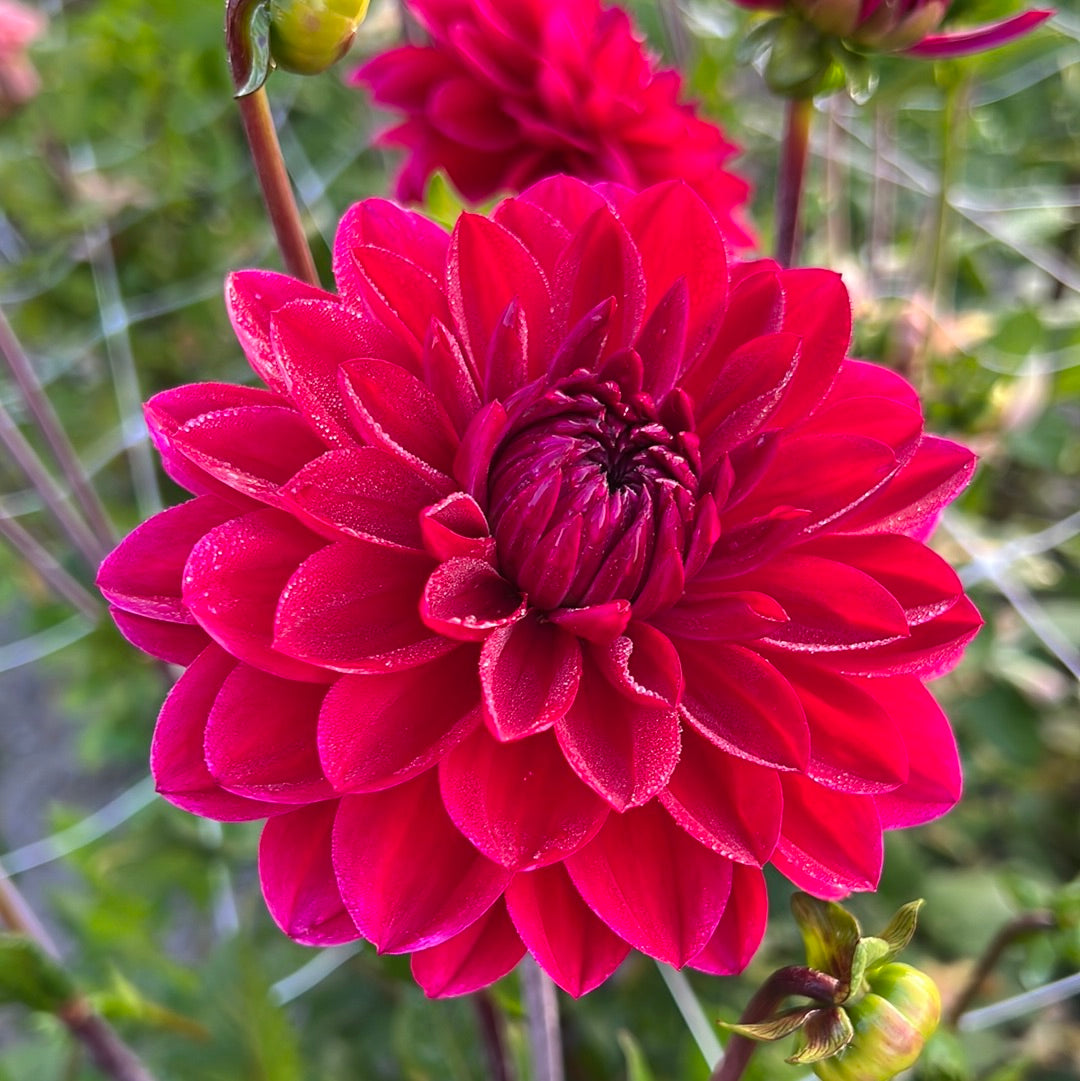Dahlia Anne Cornelia
