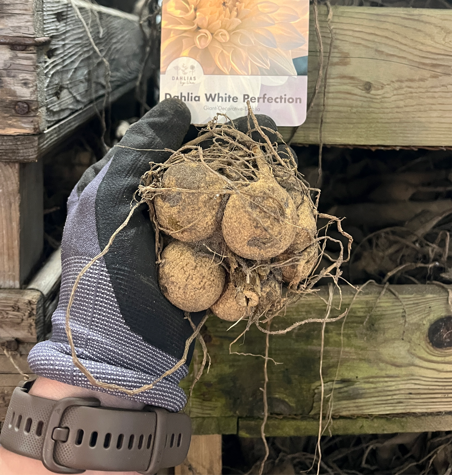 Dahlia White Perfection