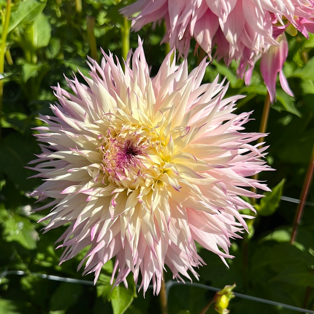Dahlia Pinelands Princess