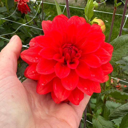 Dahlia Faith