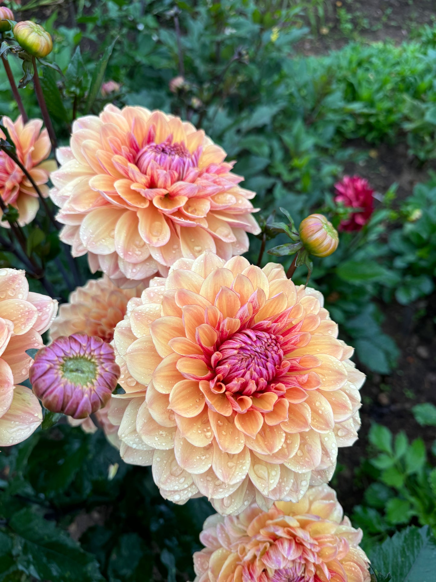 Dahlia Breaking Dawn LB-36
