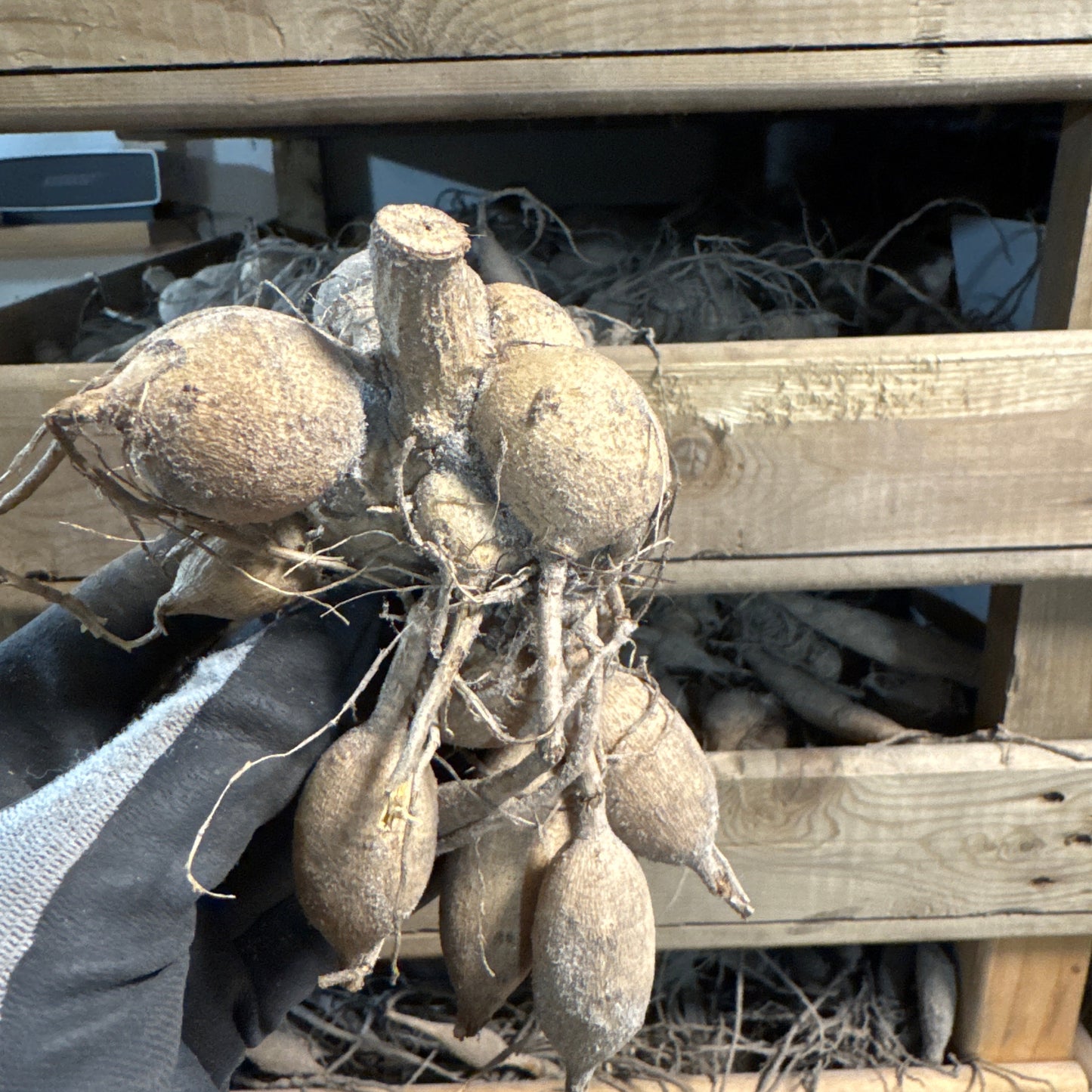 Dahlia Salmon Runner