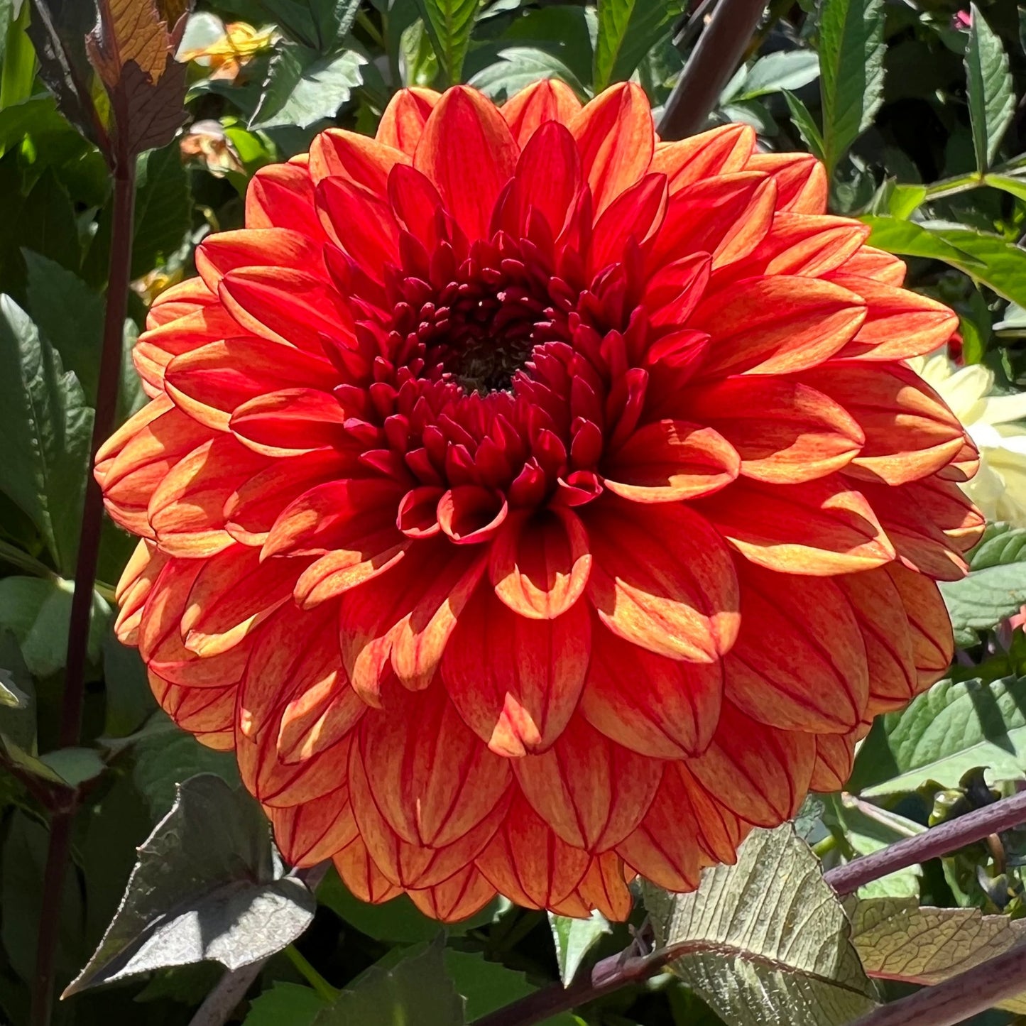Dahlia Hugos Pride LB-011
