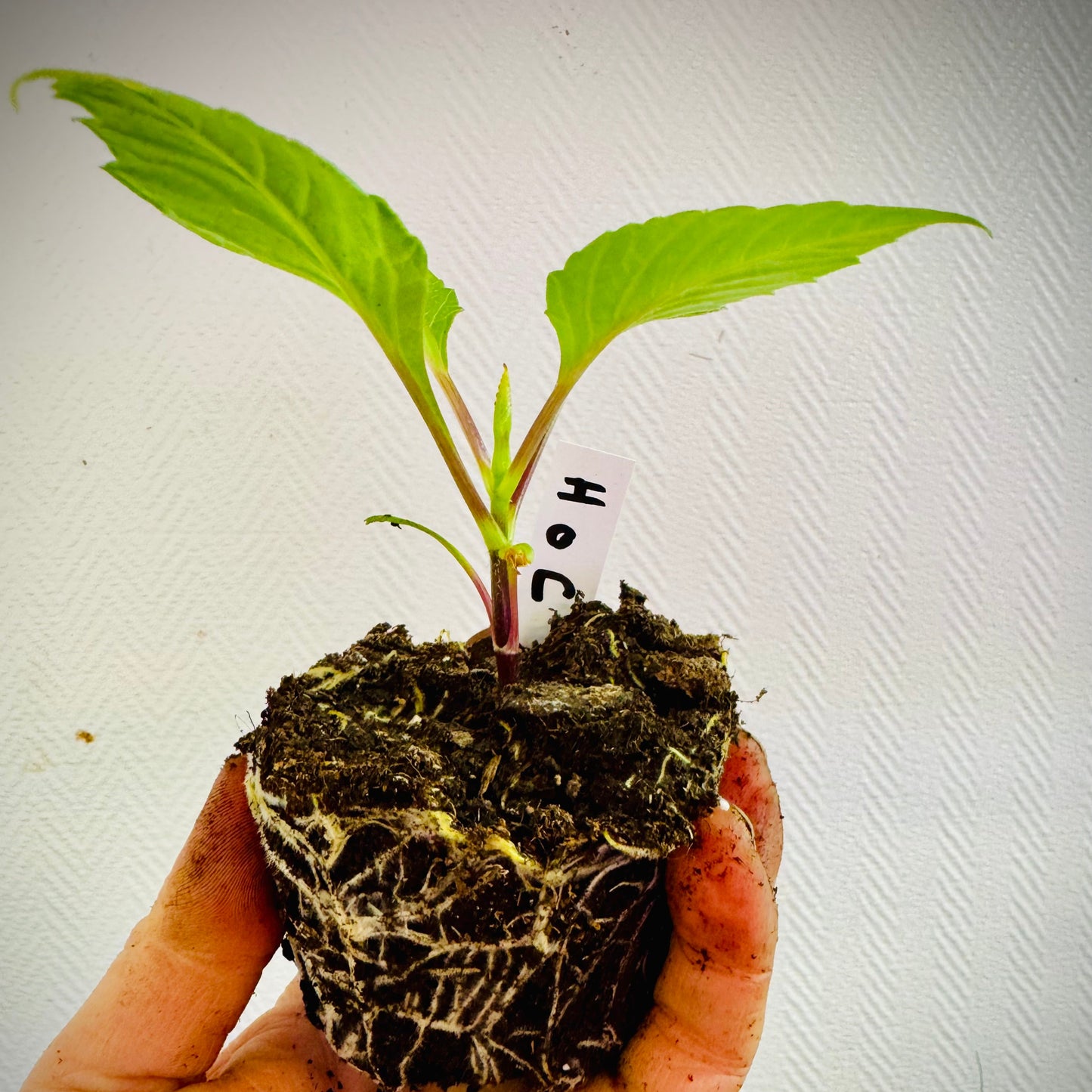 Dahlia Carolina Wagmans EXCLUSIV! Nyhet!