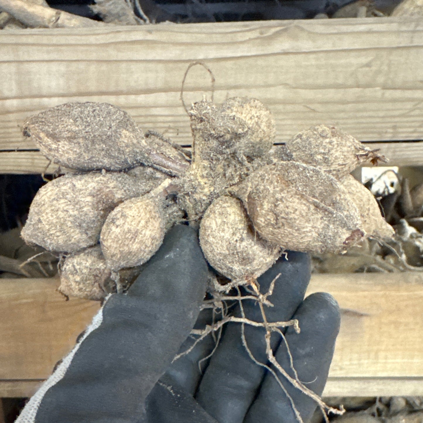 Dahlia Schippers Bronze