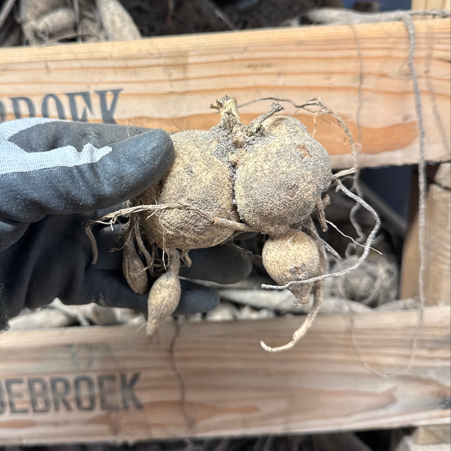 Dahlia Café au lait Suprime