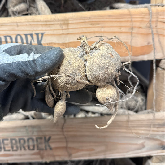 Dahlia Café au lait Suprime