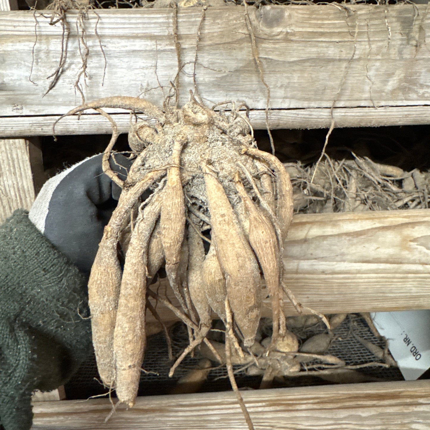 Dahlia High Fidelity