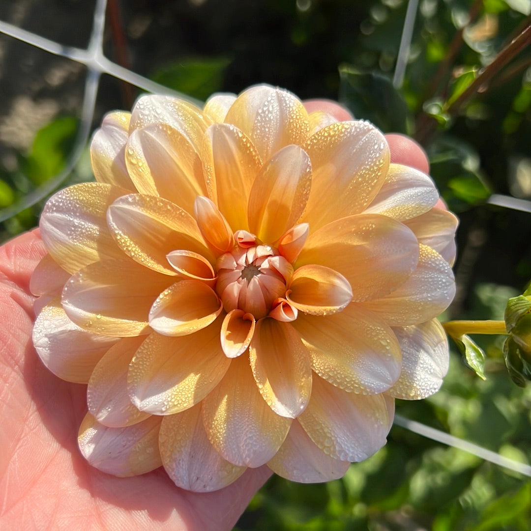 Dahlia Orange Perception