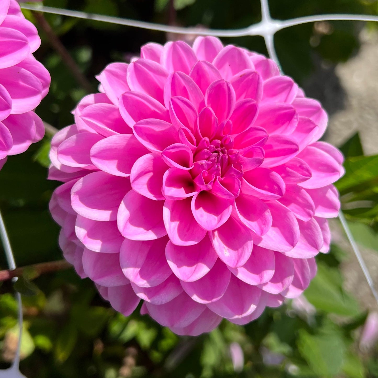 Dahlia Pink Pop