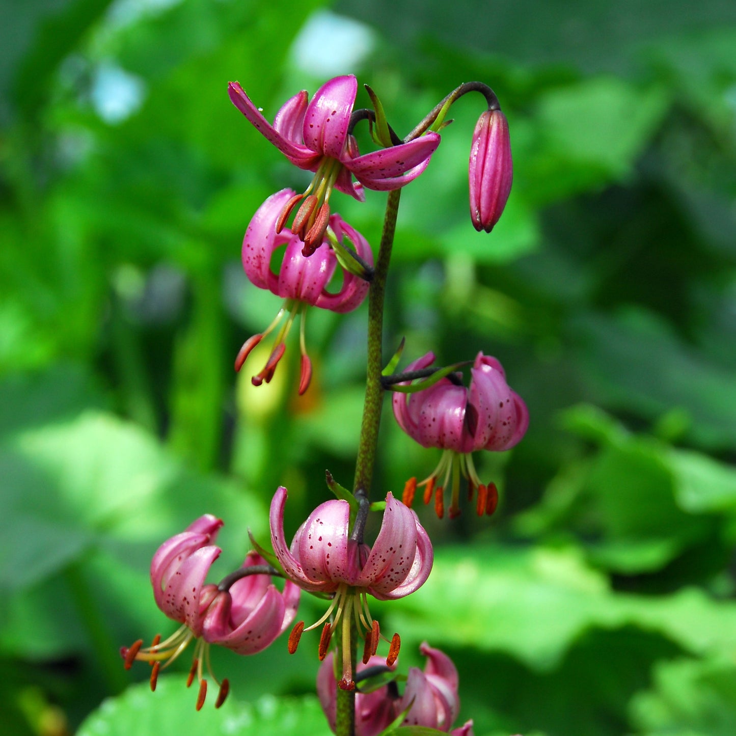 Lilja Martagon Claude Shride 3st