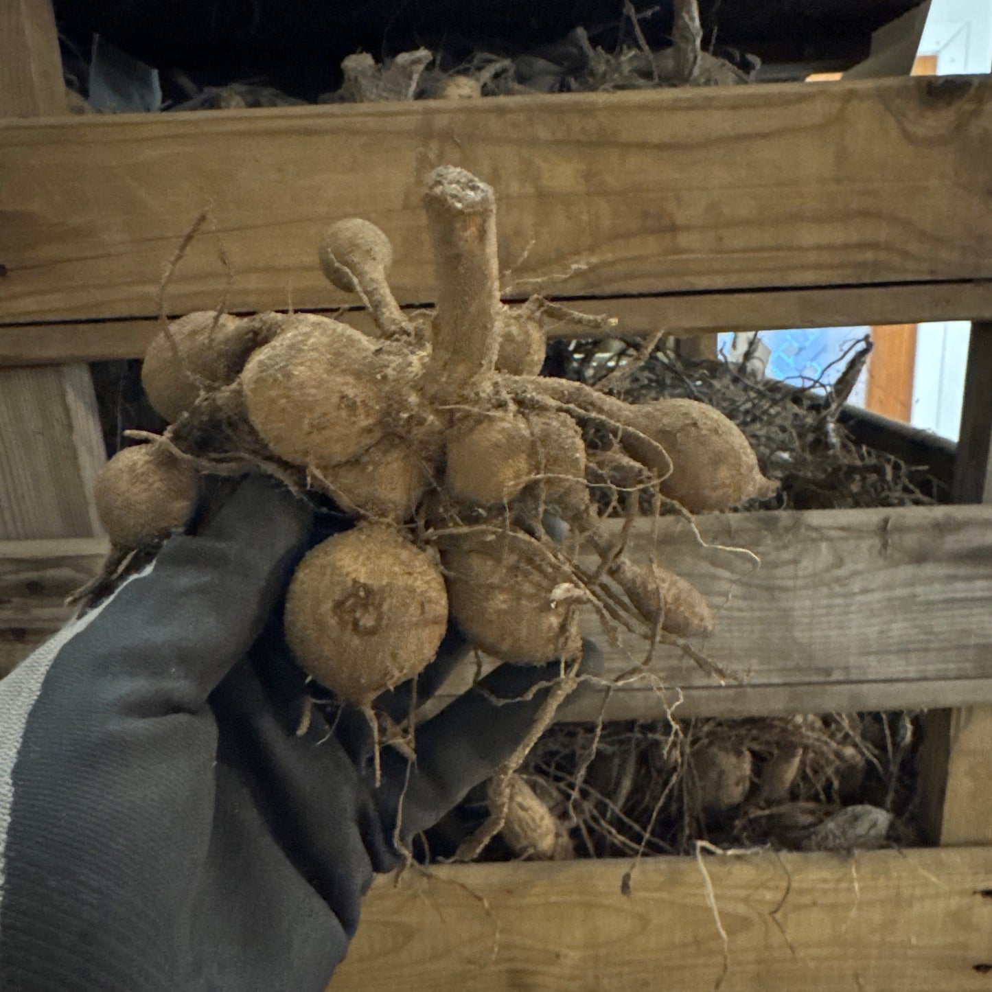 Dahlia Karma Maarten Zwaan