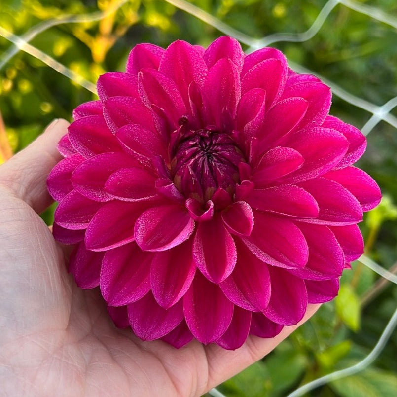 Dahlia Candy Time