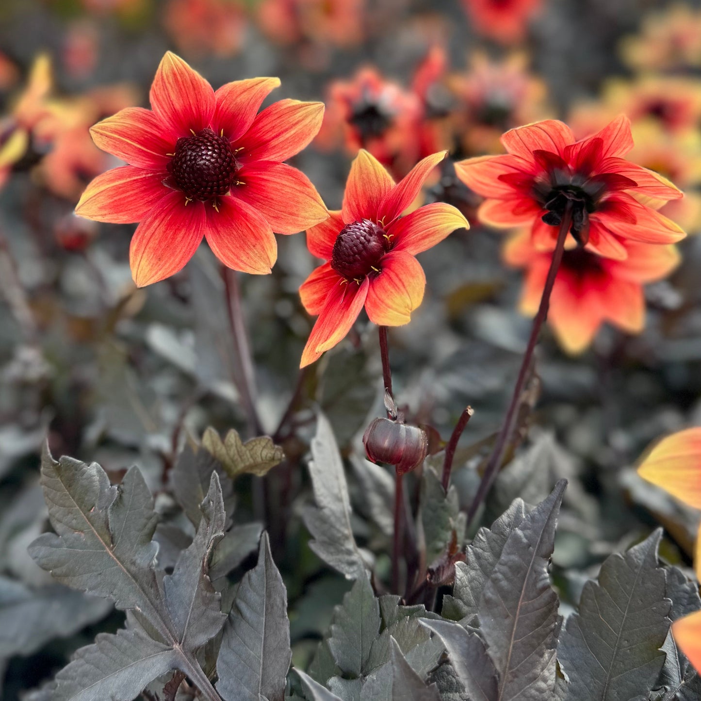 Dahlia Dragon Ball® Nyhet!