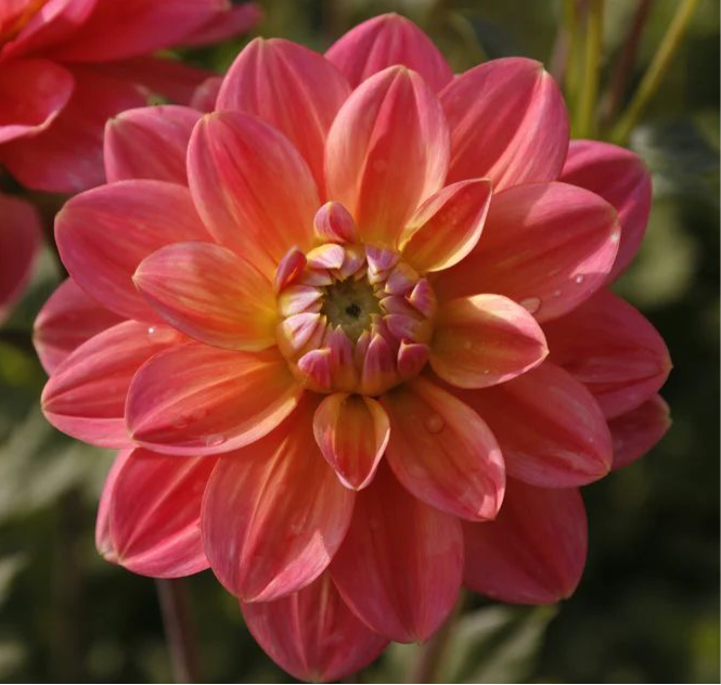 Dahlia Morning Glory