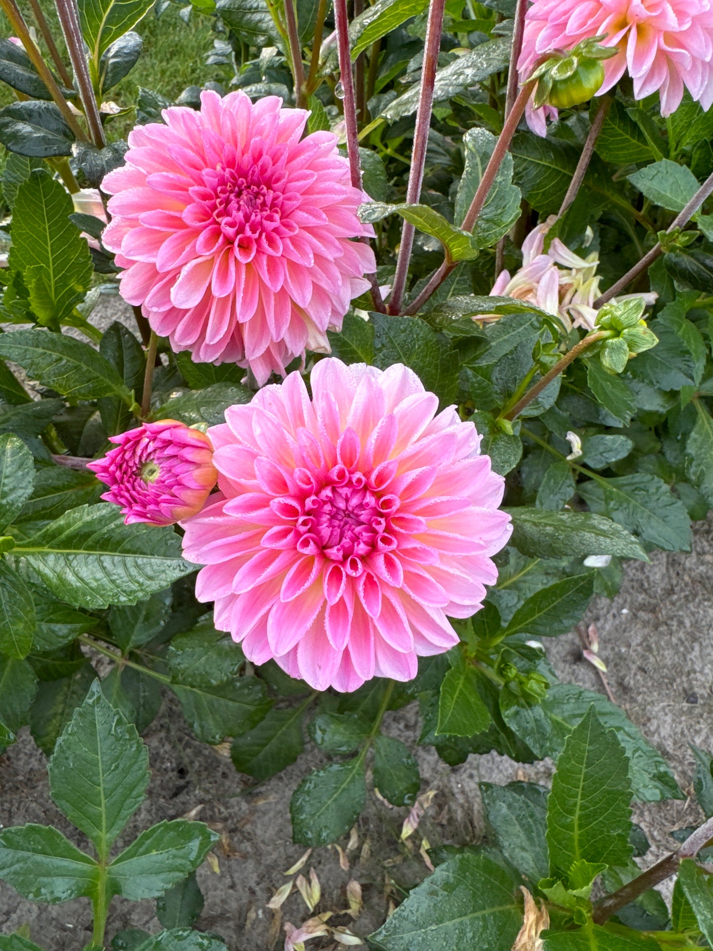 Dahlia Esli