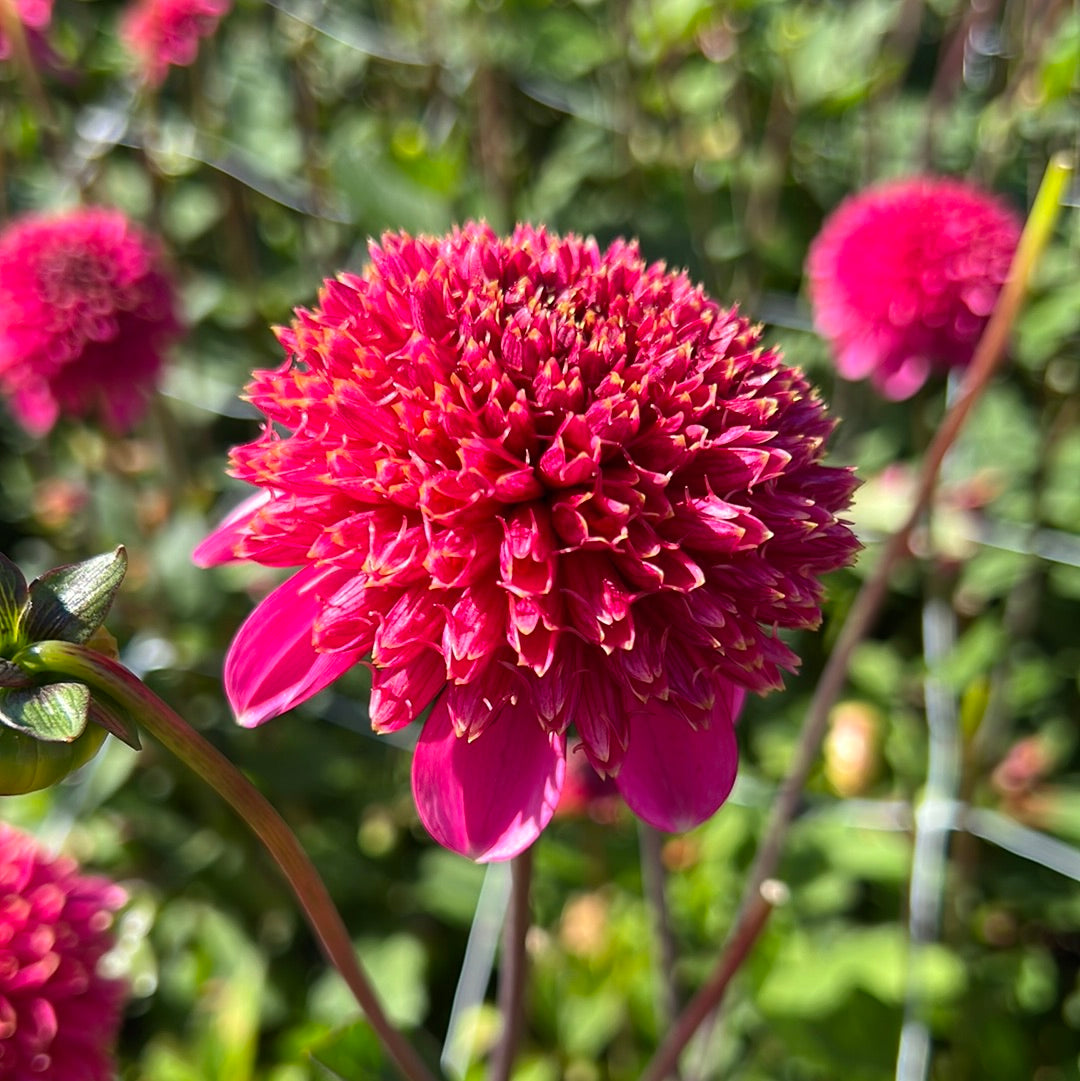 Dahlia Alyshia