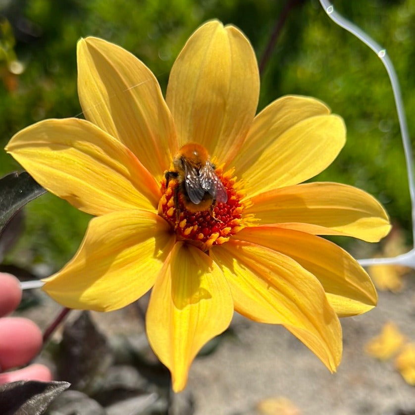 Dahlia Bishop of York