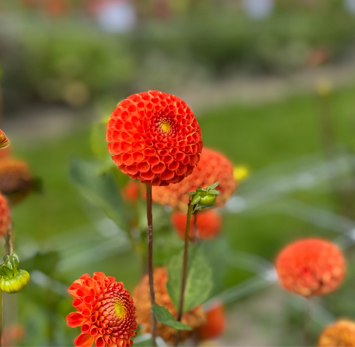 Dahlia Bantling Nyhet!