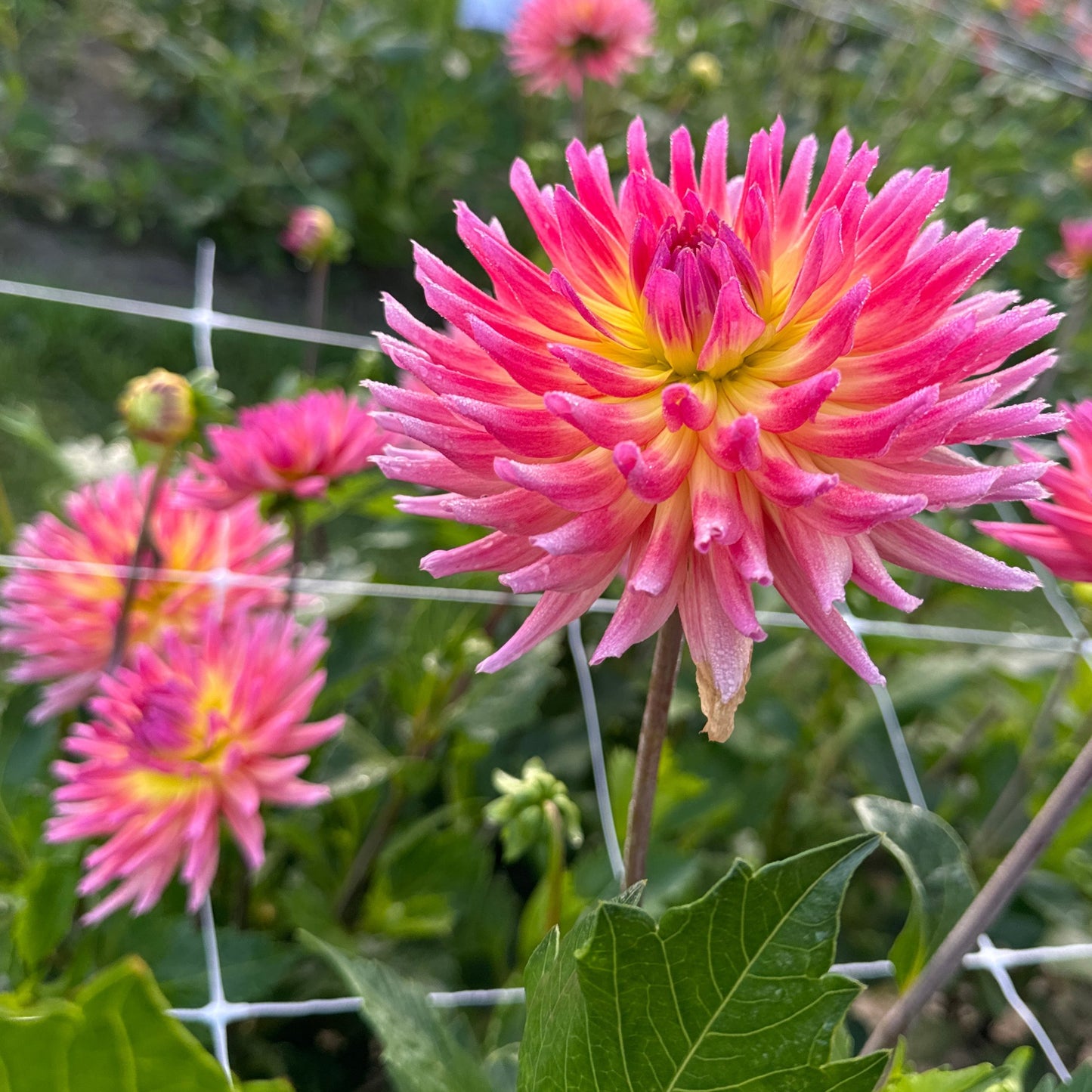 Dahlia Karma Sangria Nyhet!