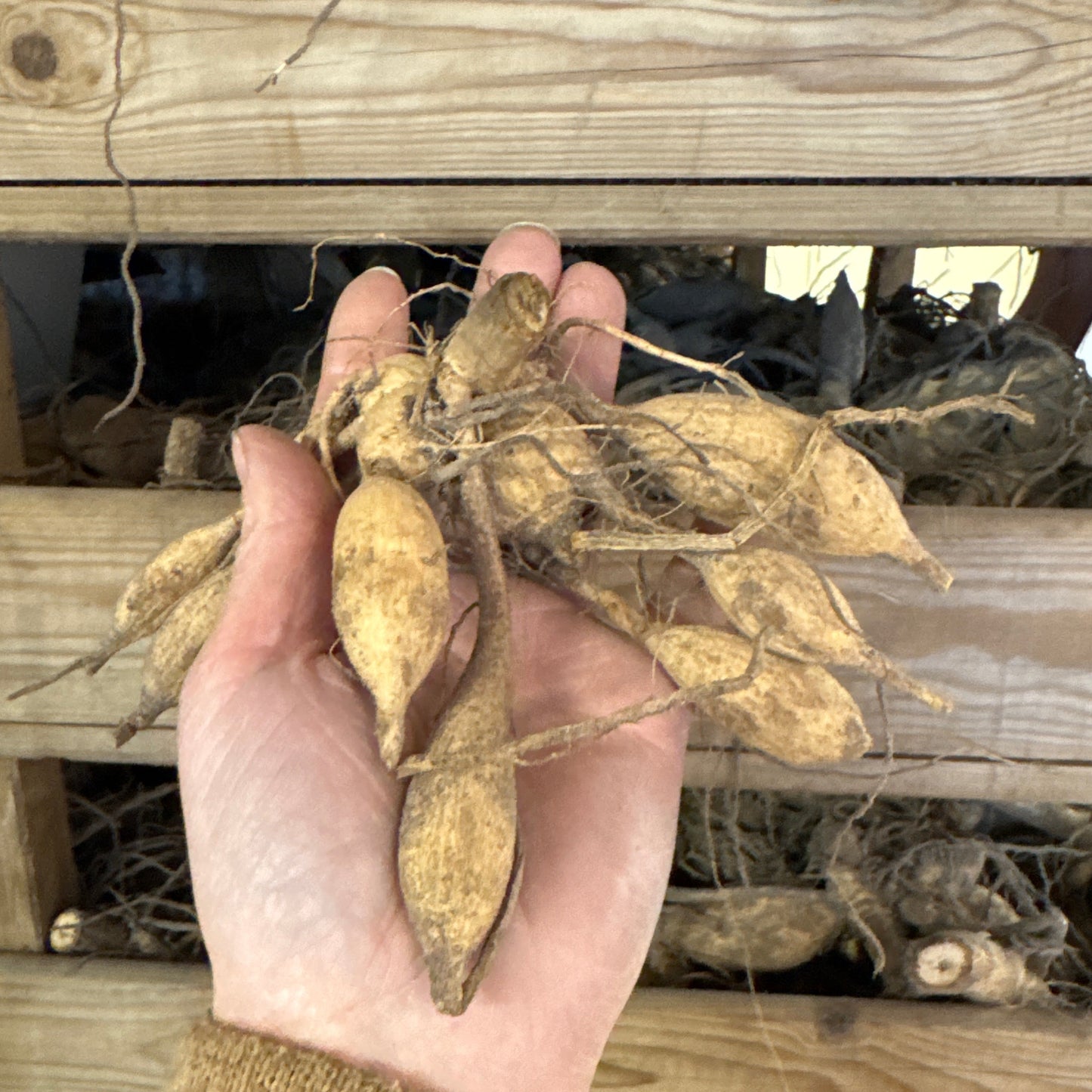 Dahlia Café au lait Twist