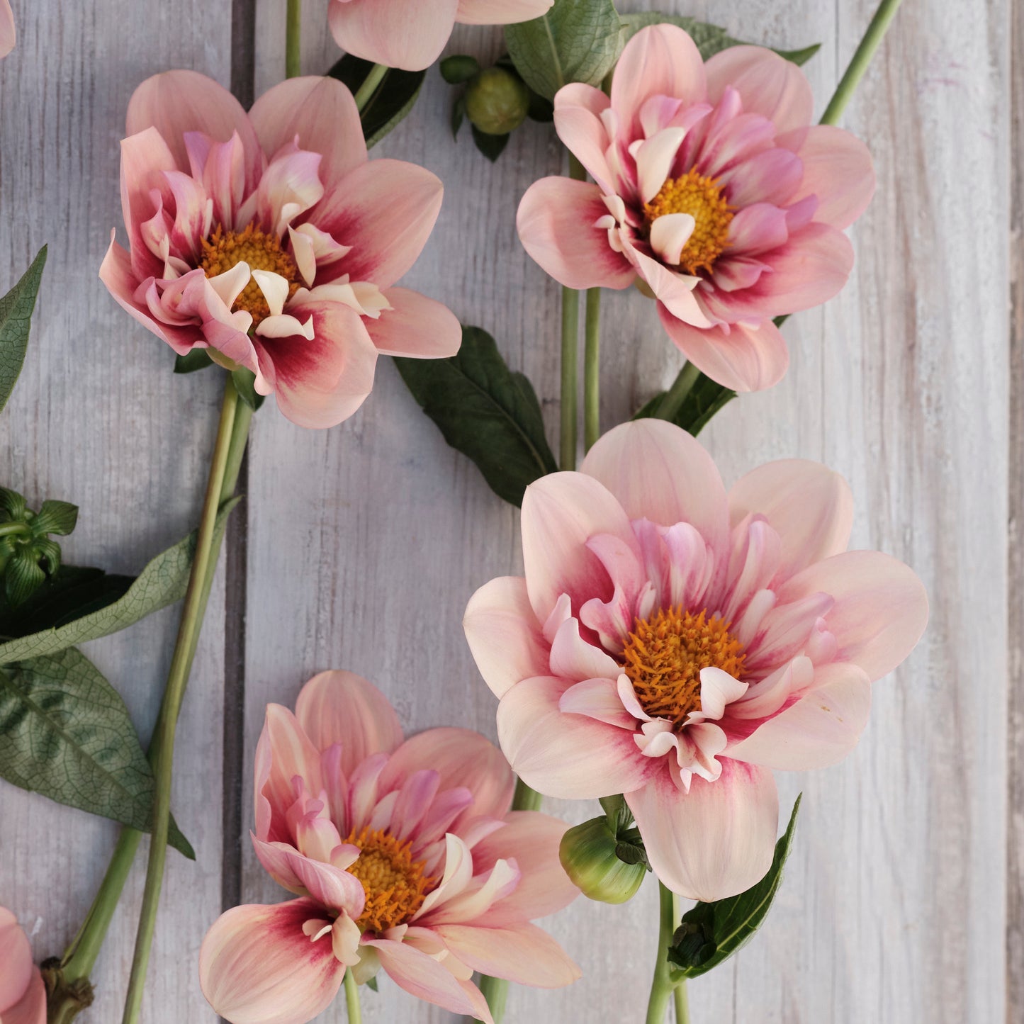 Dahlia Rhubarb & Custard Nyhet! Max 1st/kund
