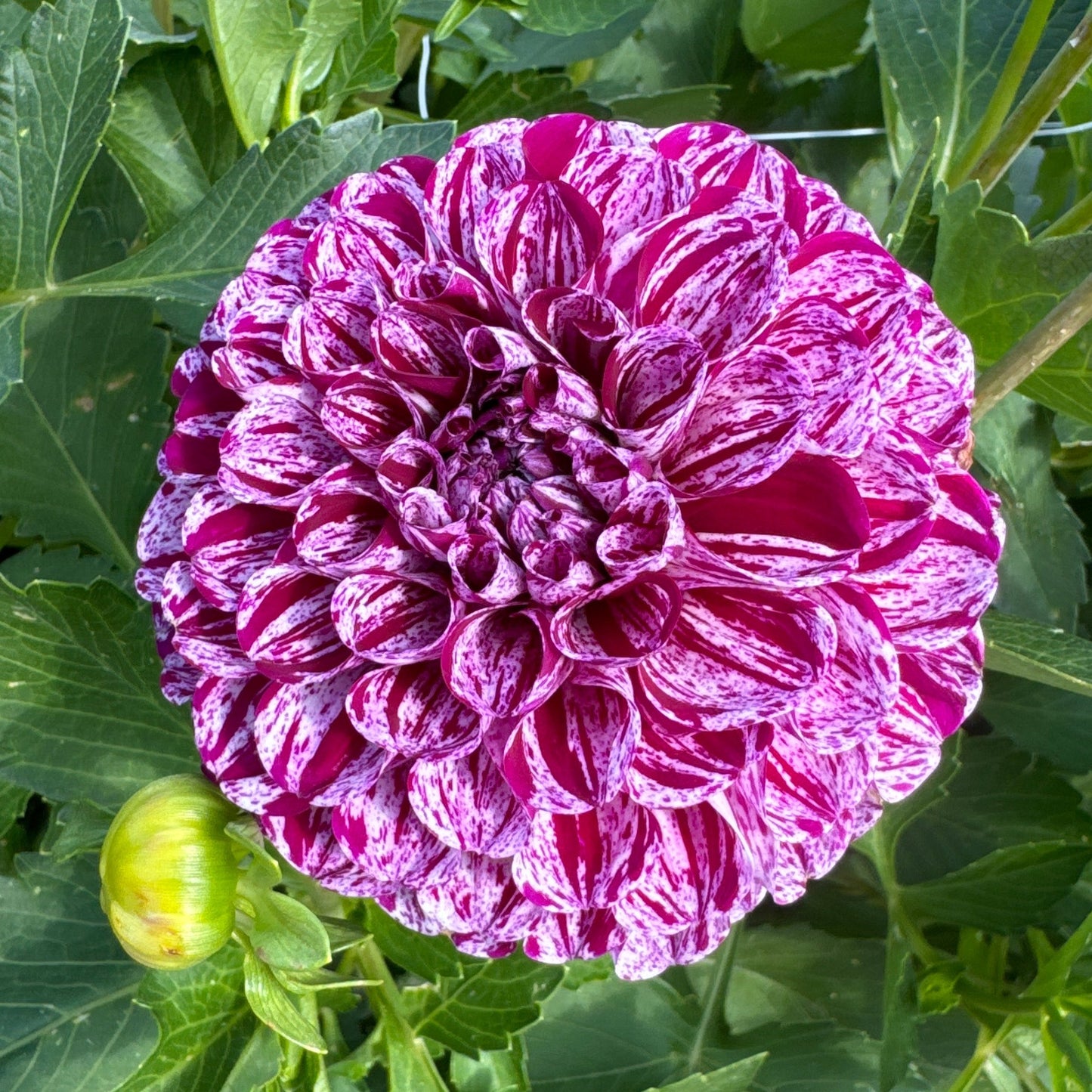 Dahlia Marble Ball Nyhet!