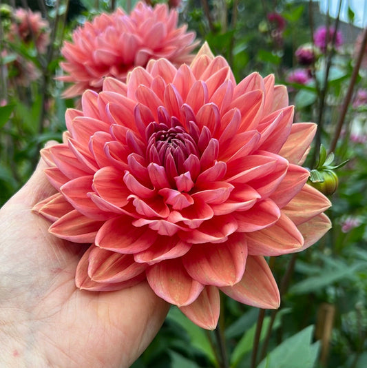 Dahlia Dutch Pearl