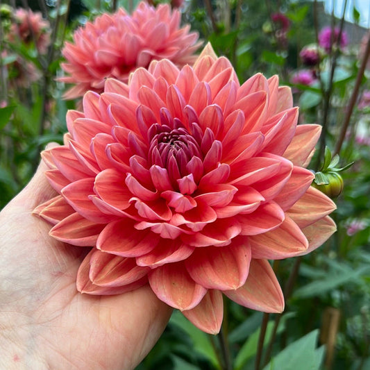 Dahlia Dutch Pearl