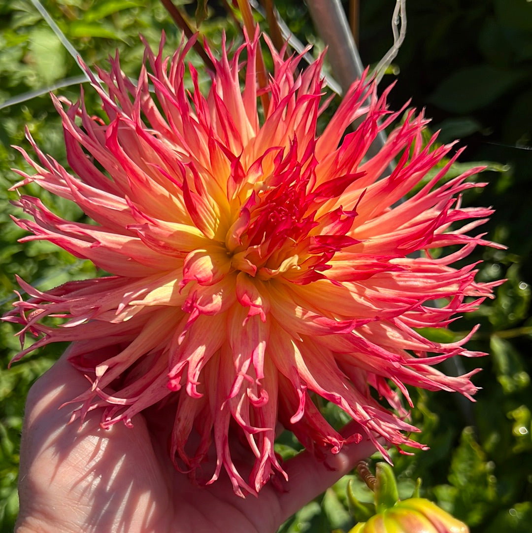 Dahlia Pinelands Pam