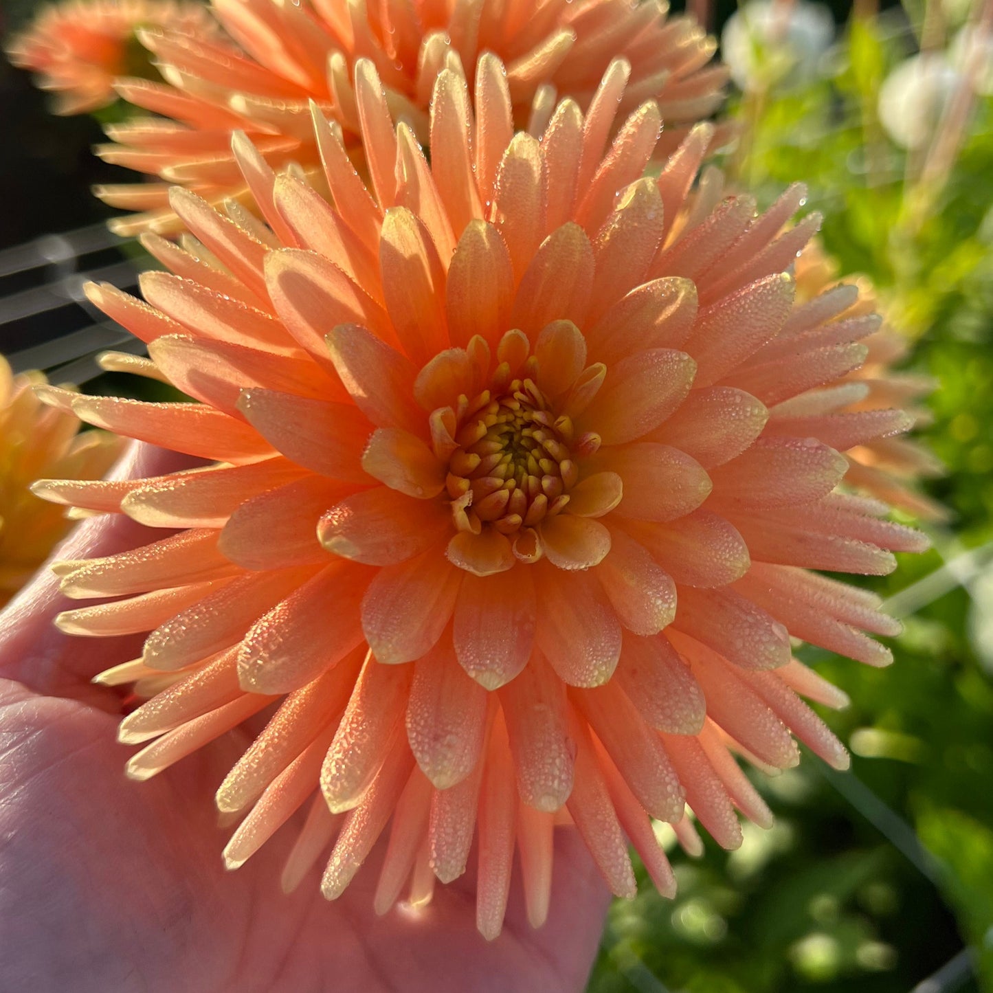 Dahlia P.G Wodehous