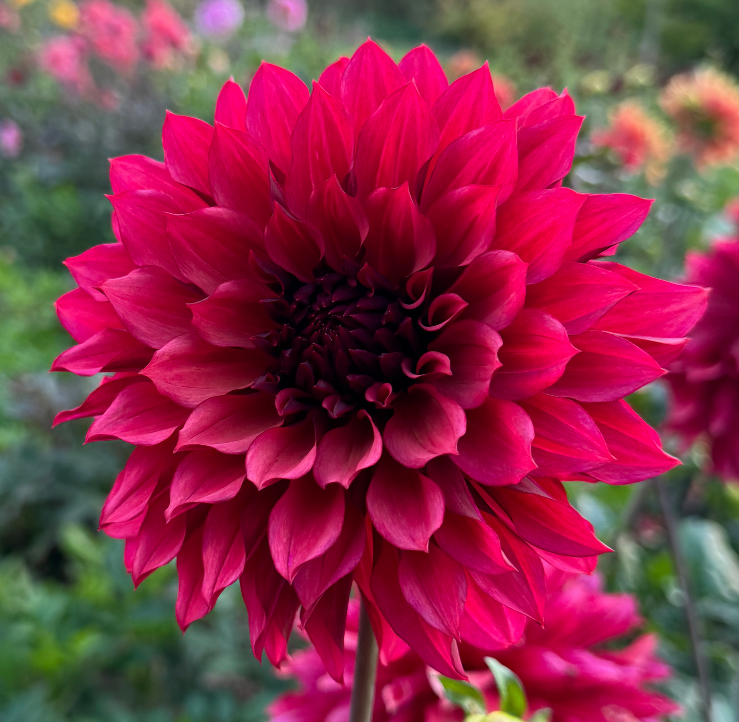 Dahlia Wild Sister LB-012