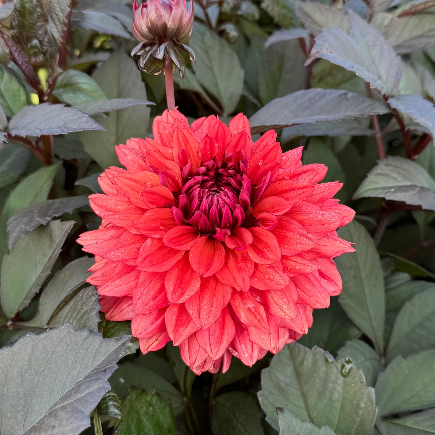 Dahlia Ruby Harts LB-025 Svenskodlad