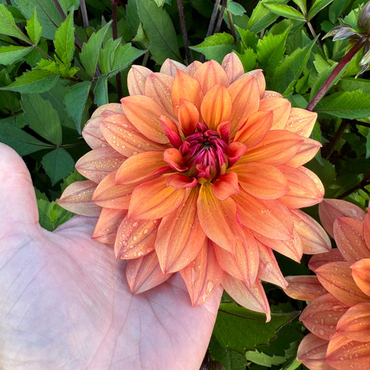 Dahlia Hug Me Svenskodlad