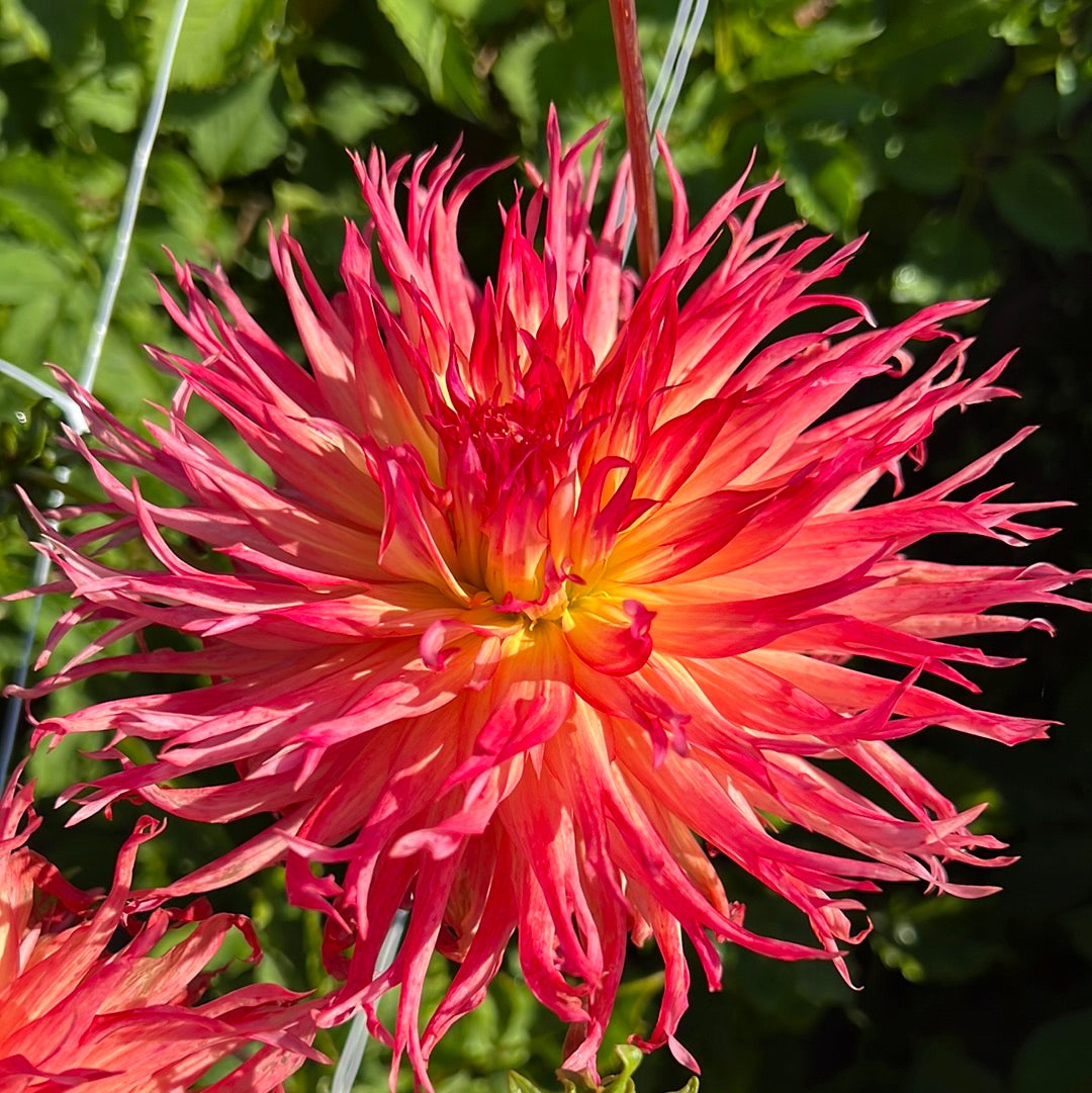 Dahlia Pinelands Pam